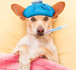 Can Nutrition Prevent Chronic Dog Diseases?